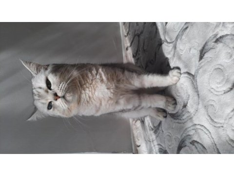 British shorthair yavrumuza ömürlük yuva arıyoruz