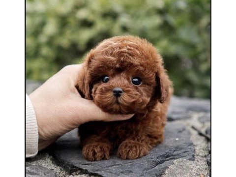 Özenle büyütülmüş toy poodle yavrular
