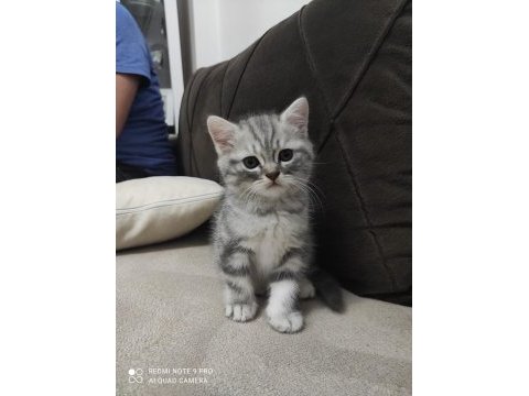 Yavrularım yeni yuvalarını arıyor british shorthair