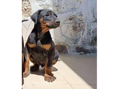 Eğitim ve bakım destekli doberman