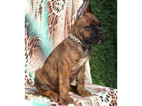 Fcı-kıf secereli safkan cane corso yavrularımız