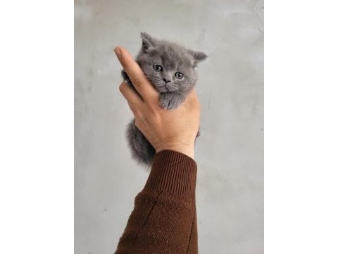Safkan scottish fold bebeklerim