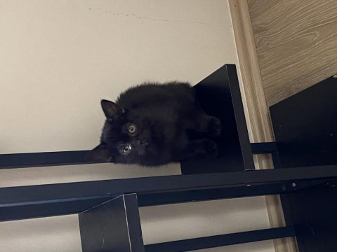 British shorthair kızım kendisini yeni yuvasını arıyor