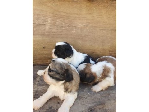 Shih tzu köpekler