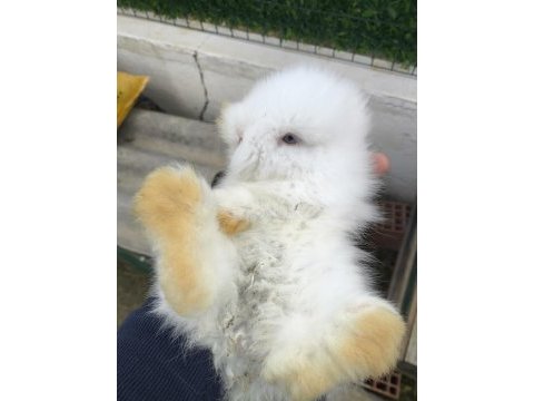 Safkan hollanda lop tavşanı bebekler
