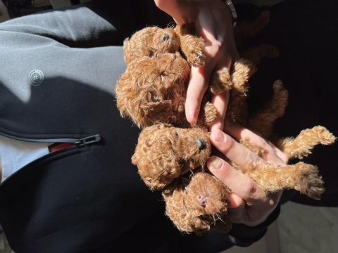 Kore red brown toy poodle yavruları