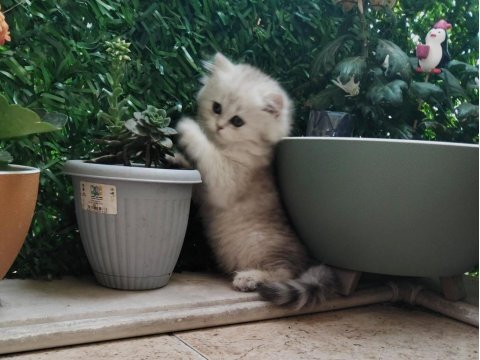 British longhair bal kız