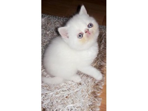 Exotıc yavrularım