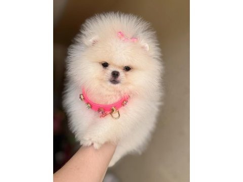 Kore kanlı mini boy dişi pomeranian ayıcık