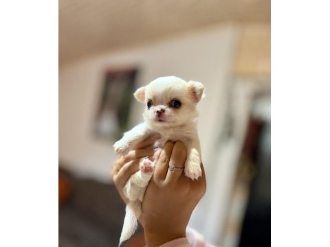 Micro boy anotomi harikası tr de eşsiz kalite dişi şivava