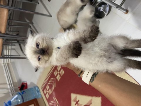 British yavru kedi