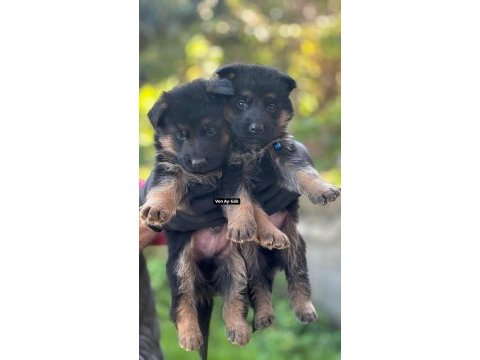 Safkan ömür boyu ırk garantili alman kurdu yavrularımız