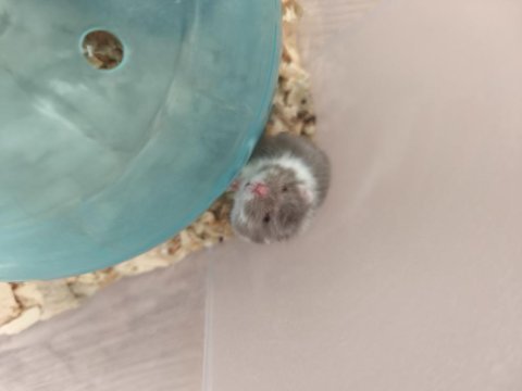 Yavru gonzales hamsterlar özel renkler