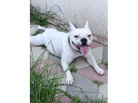 French bulldog kızımız sevgi dolu ailesini arıyor