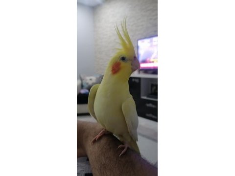 Sağlıklı aile dostu sultan papağanları ev beslemesi