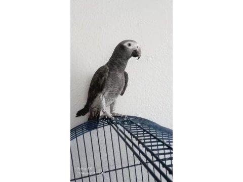 Timneh jako papağanı 8 aylık erkek