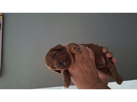 Mersin lokumu poodle yavrular bunlar