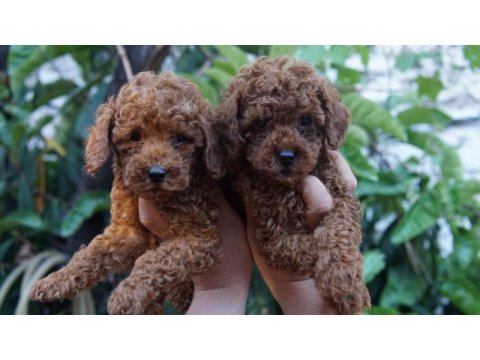 Toy poodle yavrularımız