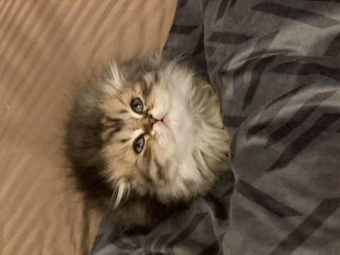 Güzeller güzeli scottish fold longhair dişi