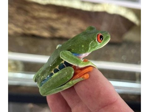 Kırmızı gözlü ağaç kurbağası (red eye tree frog)