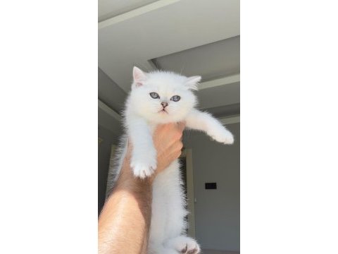 Kendi yavru kedilerimiz sahiplendirme