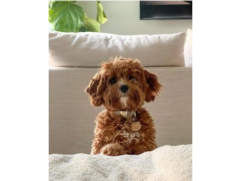 Sağlık ve ırk garantili cavapoo yavruları