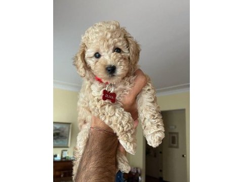 Toy poodle yavrularımız