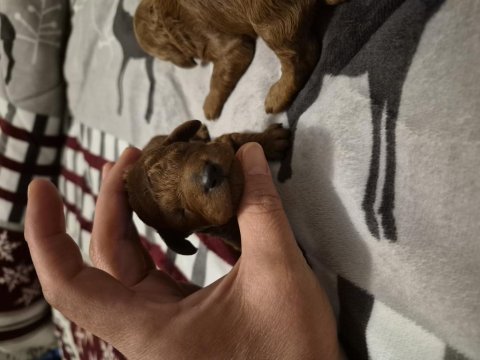 Toy poodle erkek yavrular