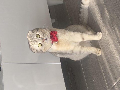 Erkek scottish fold kedisi