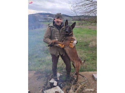 Belçika kurdu malinois yavru