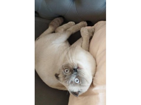 Scottish fold kedimiz mia yeni yuvasını arıyor