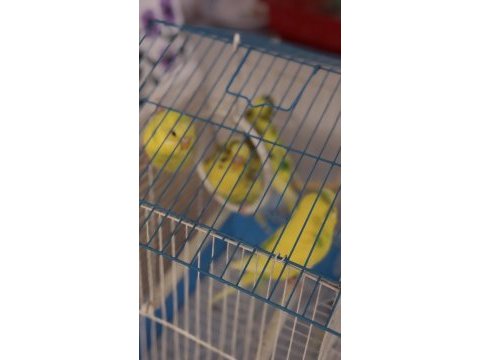 Lutino muhabbet kuşlarım