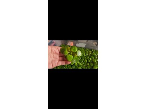 Amazon frogbit su üstü bitkisi