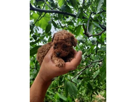 Tatlı ırk garantili korekan poodle yavrularımız