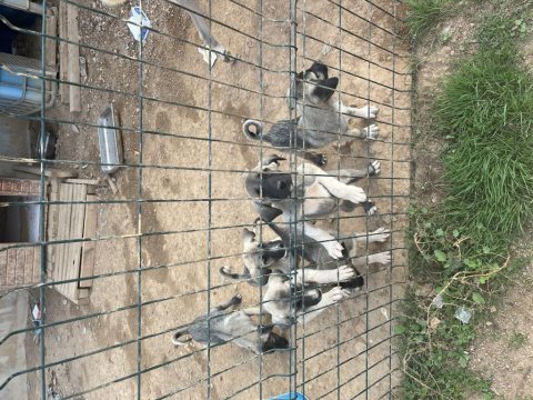 Kangallarım yeni fiyatlar çok özel