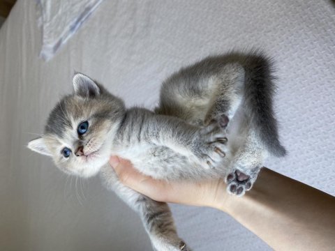 British shorthair oyuncu bebekler