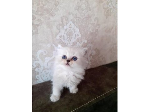 Kaliteli british longhair yavru arayan