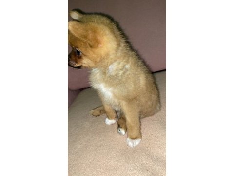 Pomeranian bebek