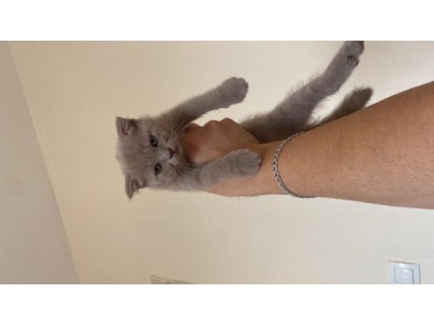 Uysal scottish fold kızımız