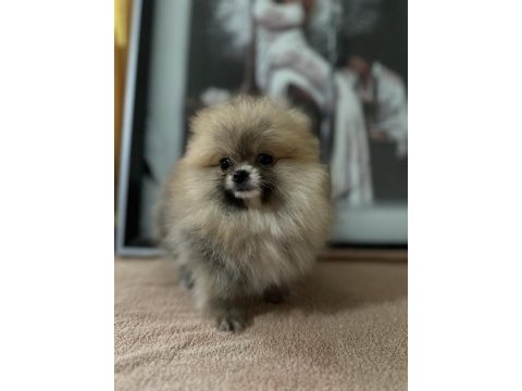 Sağlık ve ırk garantili pomeranian boo yavrularımız 