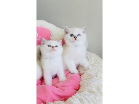Maviş ns1133 british shorthair bebeklerim 