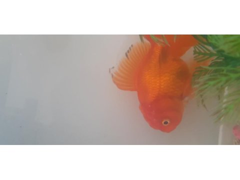 Satılık oranda sağlıklı