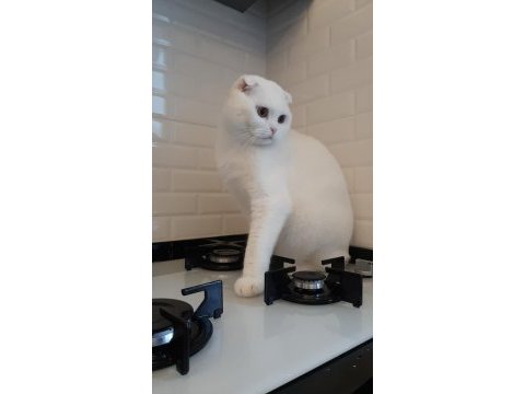 2 yaşında scottish fold oğlum