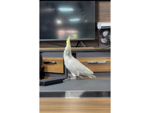 Evcil konuşan çok güzel erkek kakadu