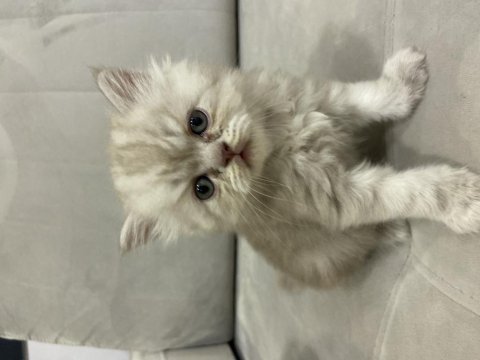 British longhair 43 günlük yavru kedimiz