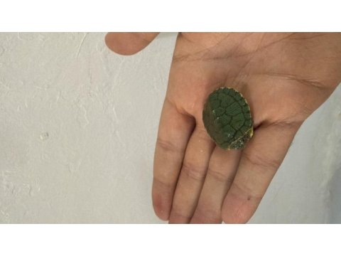 Bebek kaplumbağalarımız