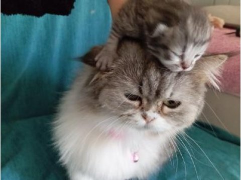 British longhair (hamile bir dişi)