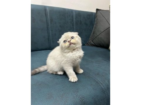 Dünya tatlısı scottish fold yavrularımız