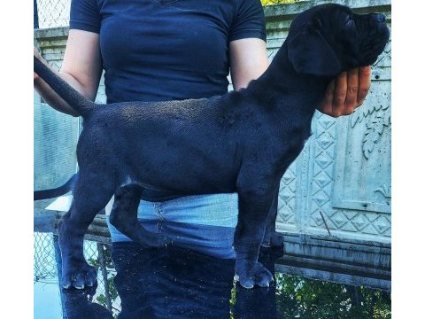 Çipli ve şecereli cane corso yavrularımız