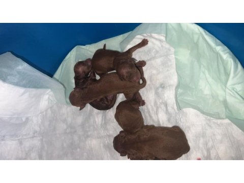 Poodle evimizin neşeleri size neşe katmak için hazırlar